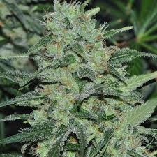 1 UND FEM - MALAWI - - ACE SEEDS - SEMILLAS