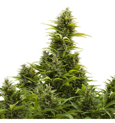 AUTO MEDIKIT CBD (BLISTER) - 10 UNIDADES FEMINIZADAS - BUDDHA SEEDS - SEMILLAS