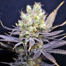 NORDLE - 5 UNIDADES FEMINIZADAS - CBD CREW - SEMILLAS