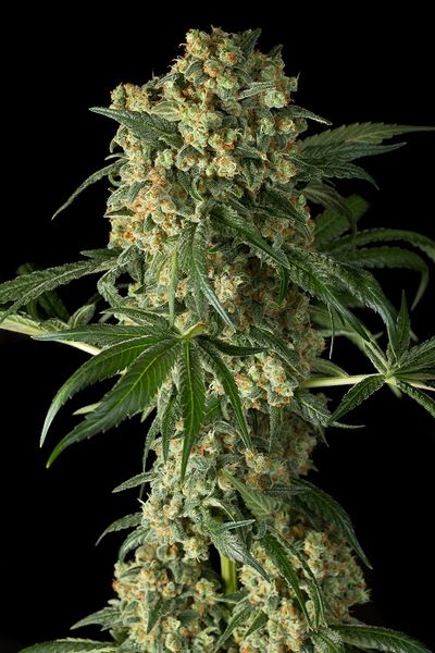 BIG KUSH - 3 UNIDADES FEMINIZADAS - DINAFEM - SEMILLAS