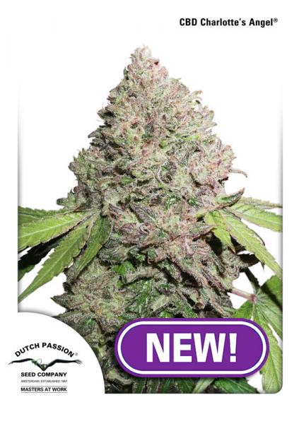 CBD CHARLOTTES ANGEL - 10 UNIDADES FEMINIZADAS - DUTCH PASSION - SEMILLAS