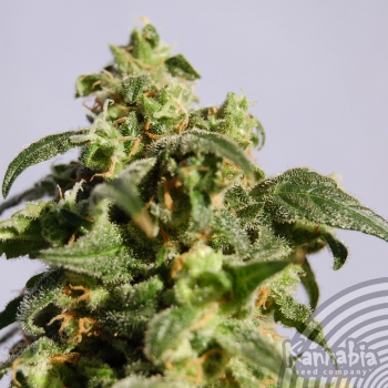 POWER SKUNK - 100 UNIDADES FEMINIZADAS - KANNABIA SEEDS - SEMILLAS