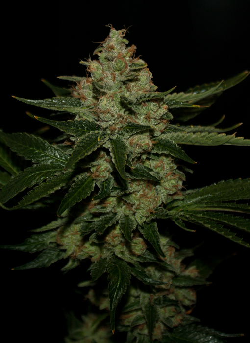 10 UND FEM - UNDERDOG - - T.H. SEEDS - SEMILLAS