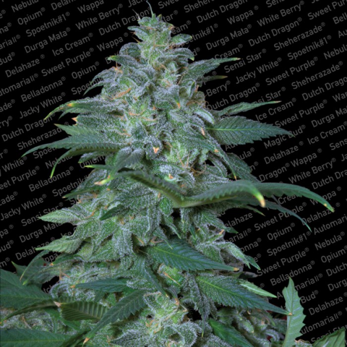 5 UND FEM - MAGIC BUD - PAQUETE DE 5 UNIDADES FEMINIZADA - PARADISE SEEDS - SEMILLAS